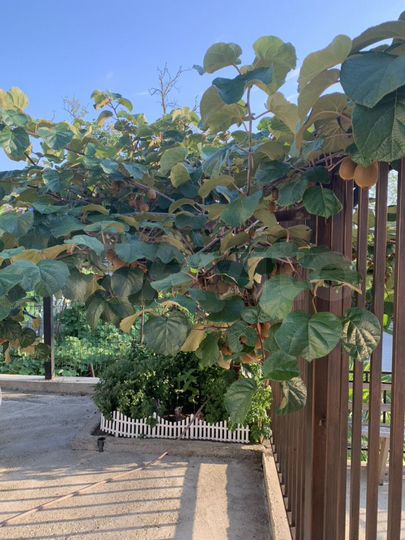 Комната 20 м² в > 9-к., 1/3 эт.