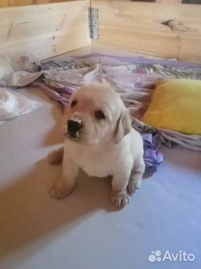 Щенки лабрадора