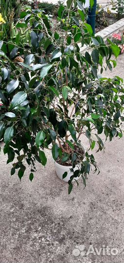 Бенджамина