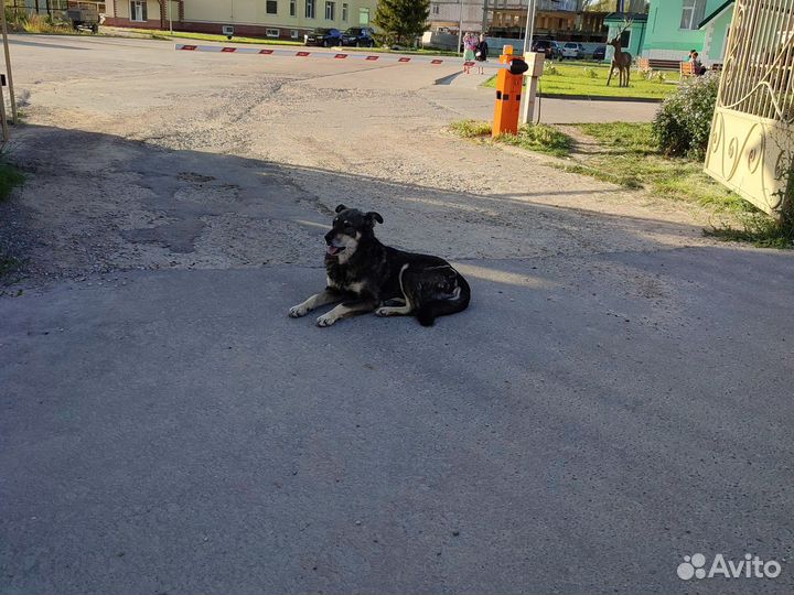 Восточноевропейская овчарка черный