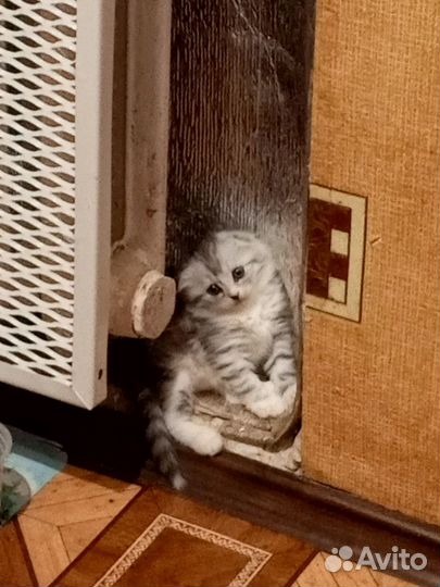 Кошки в добрые руки