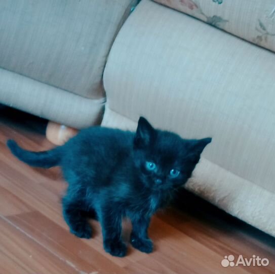 Котята турецкой ангоры