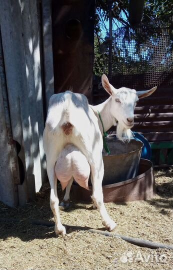 Козы дойные и под покрытие