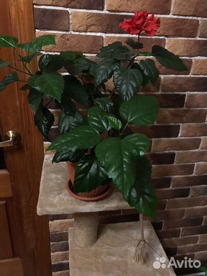 Комнатные цветы