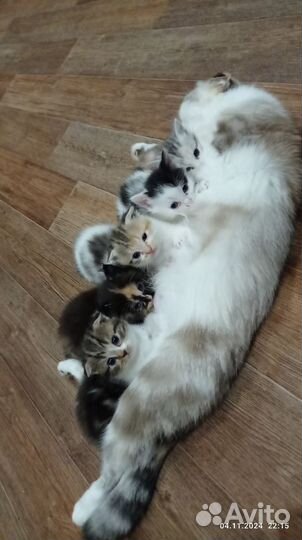 Шотландские котята