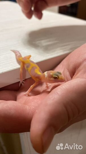 Ящерица эублефар