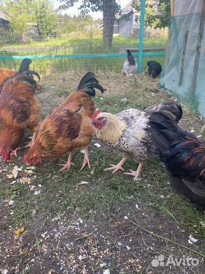 Коза,молодые петушки