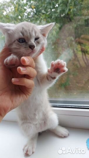 Котята 1,5 мес бесплатно кушают писают в лоток