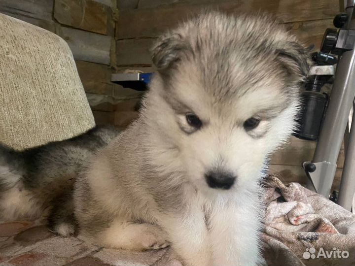 Аляскинский маламут