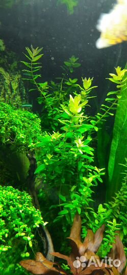 Мох феникс,ротала макранда грин, аквариум 50л