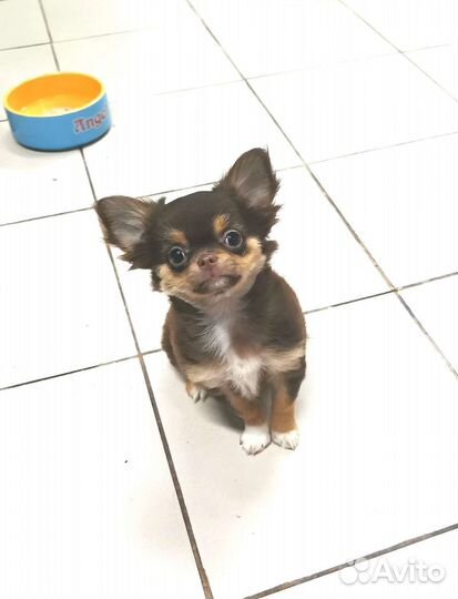 Милашка чихуашка