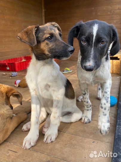 Щенки метисы курцхаара в добрые руки бесплатно