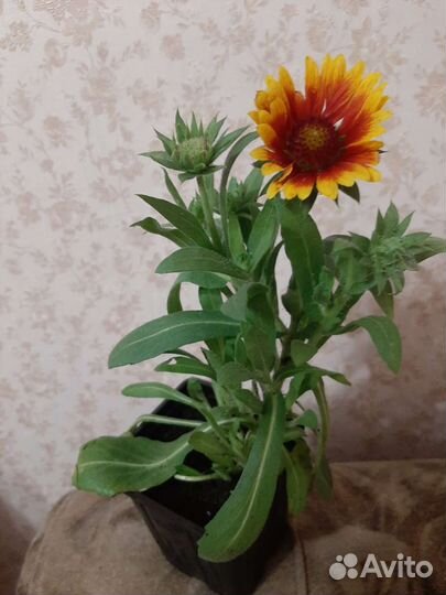Гайлардия Аризона Сан