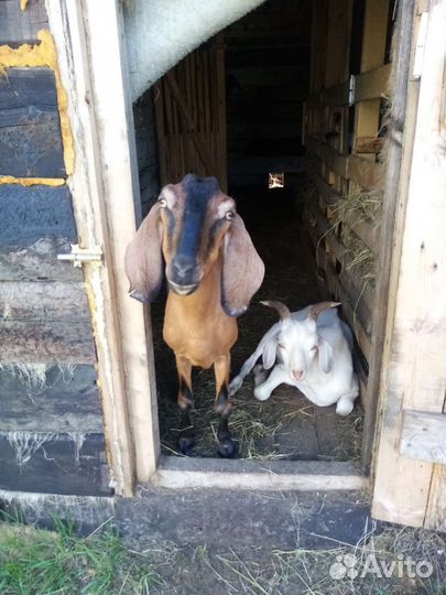 Альпо- нубийский козел