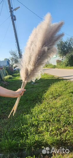 Помпасная трава