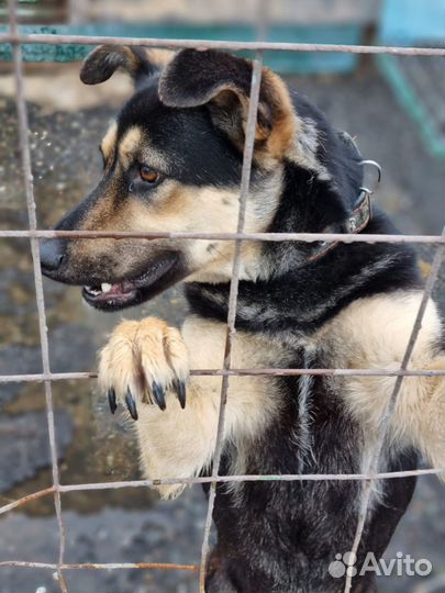 Собака в добрые руки. Возьмите Рут домой