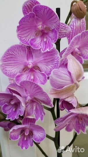 Орхидея фаленопсис биг лип
