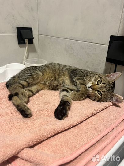 Котенок девочка в добрые руки