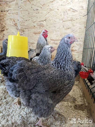 Виандот сильвер партридж