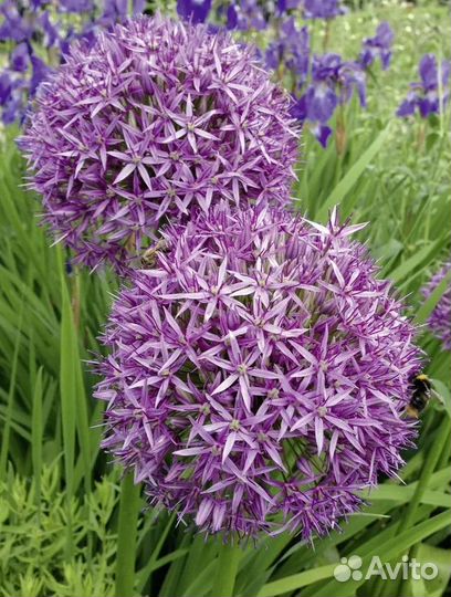 Лук декоративный луковицы сорт кристофа