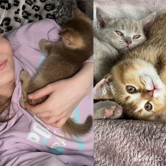 Шотландские котята окрас лиловый и шиншилла