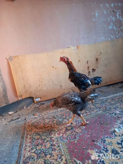 Бойцовые куры