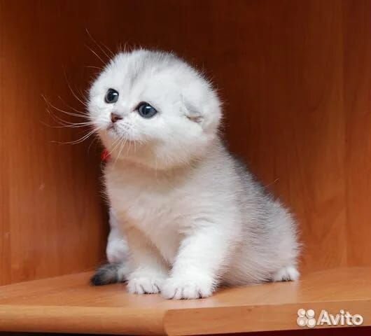 Шотландские котята