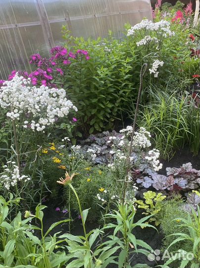 Многолетние растения