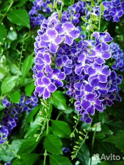 Дуранта на штамбе