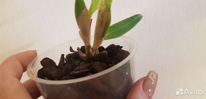 C.(L.) tenebrosa sib