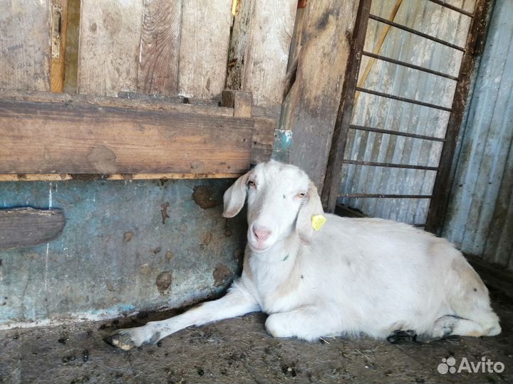 Коза нубийская, поросята венгерские