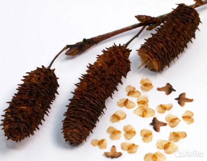 Семена березы