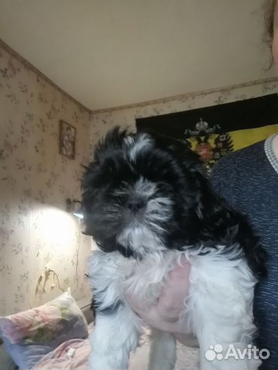 Ши-тцу мальчик