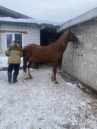 Лошадь кобыла