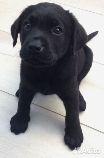 Щенки Лабрадора