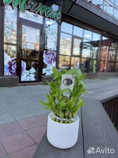 Лаки-бамбук