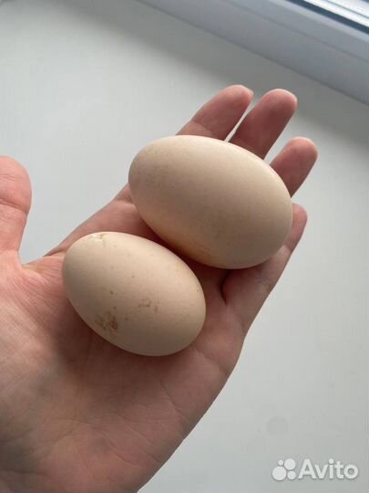 Козье молоко, яйца, копчёное мясо