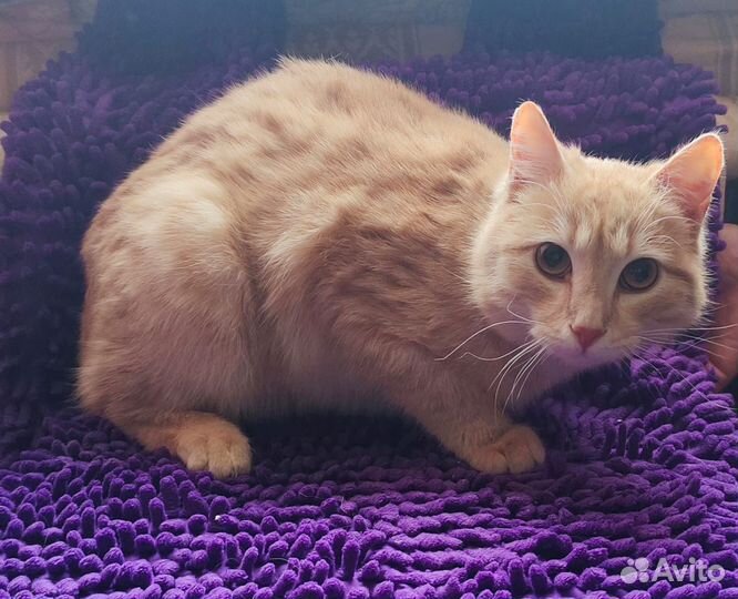 В дар рыжего котенка