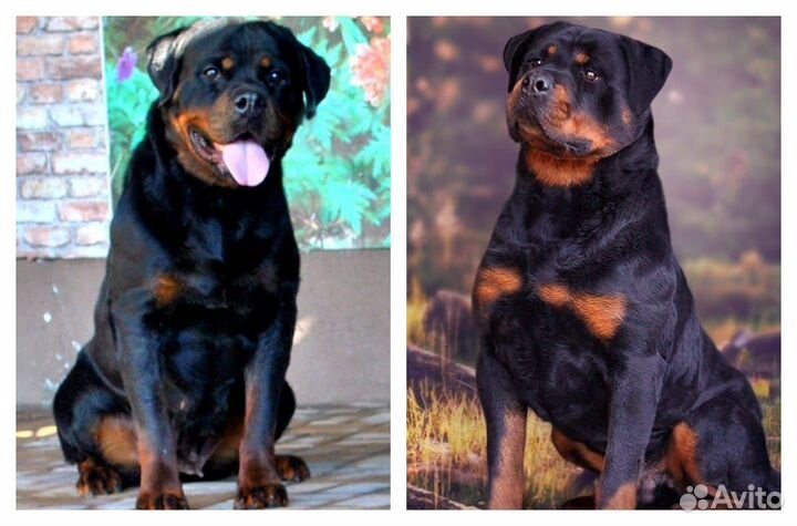 Щенки ротвейлера
