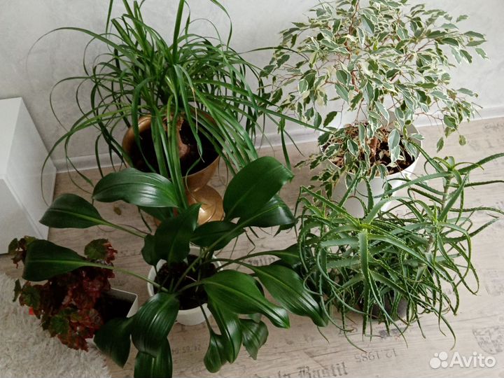 Фикус, алоэ