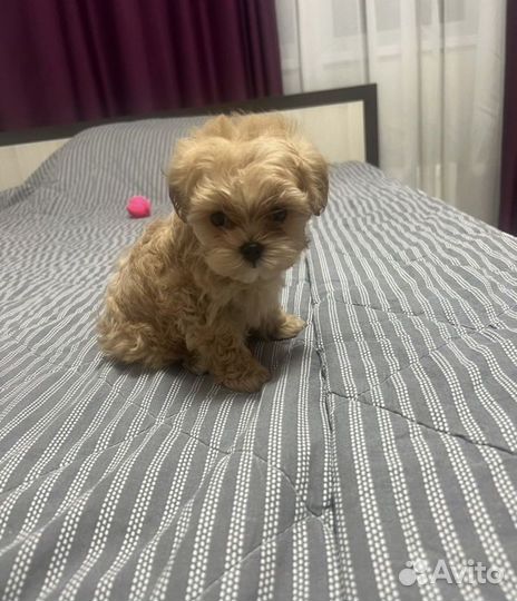 Щенки мальтипу f1 мини