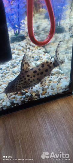 Сом перевёртыш