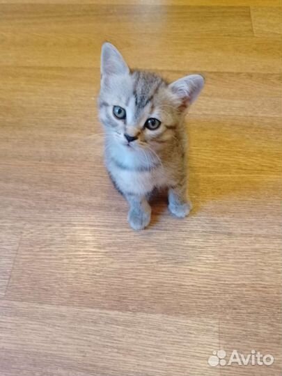 Котята, маленькие друзья