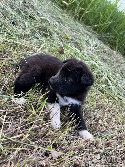 Отдам в добрые руки