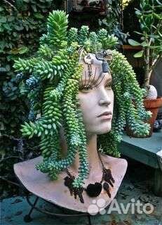 Суккулент эффектный Очиток Моргана