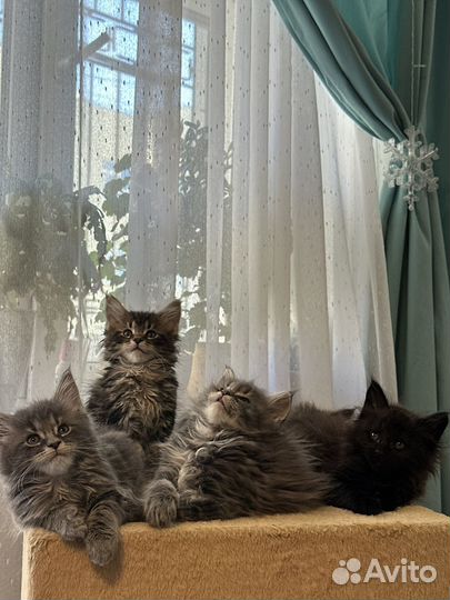 Шикарные Котята Мейн-кун высокопородные