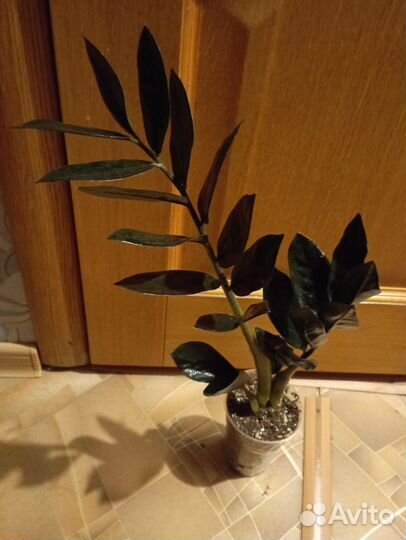 Замиокулькас равен и спатифиллум Нью Ван