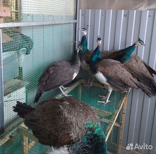Павлины