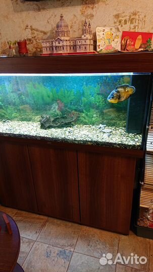 Аквариум Juwel Rio 240 LED
