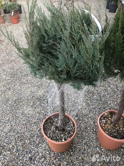 Оастения на штамбе